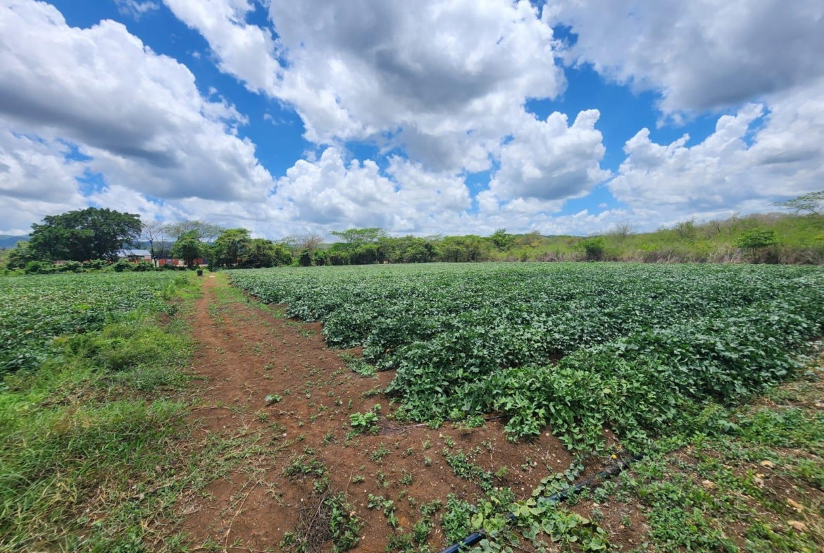 Fifth image of Lot 1-toll Gate Heifers Run, Clarendon in Toll Gate, Clarendon, Jamaica - property is For Sale