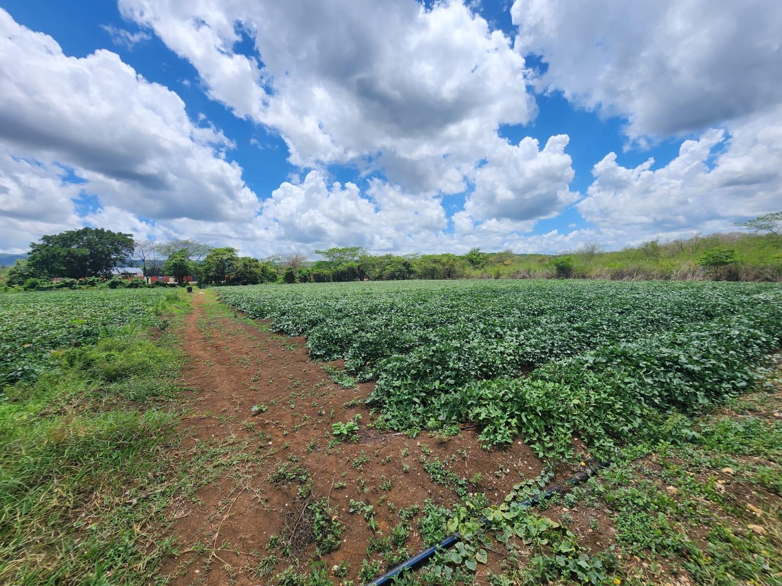 Fifth image of Lot 1-toll Gate Heifers Run, Clarendon in Toll Gate, Clarendon, Jamaica - property is For Sale