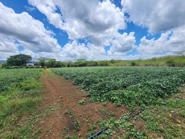 Fifth image of Lot 1-toll Gate Heifers Run, Clarendon in Toll Gate, Clarendon, Jamaica - property is For Sale