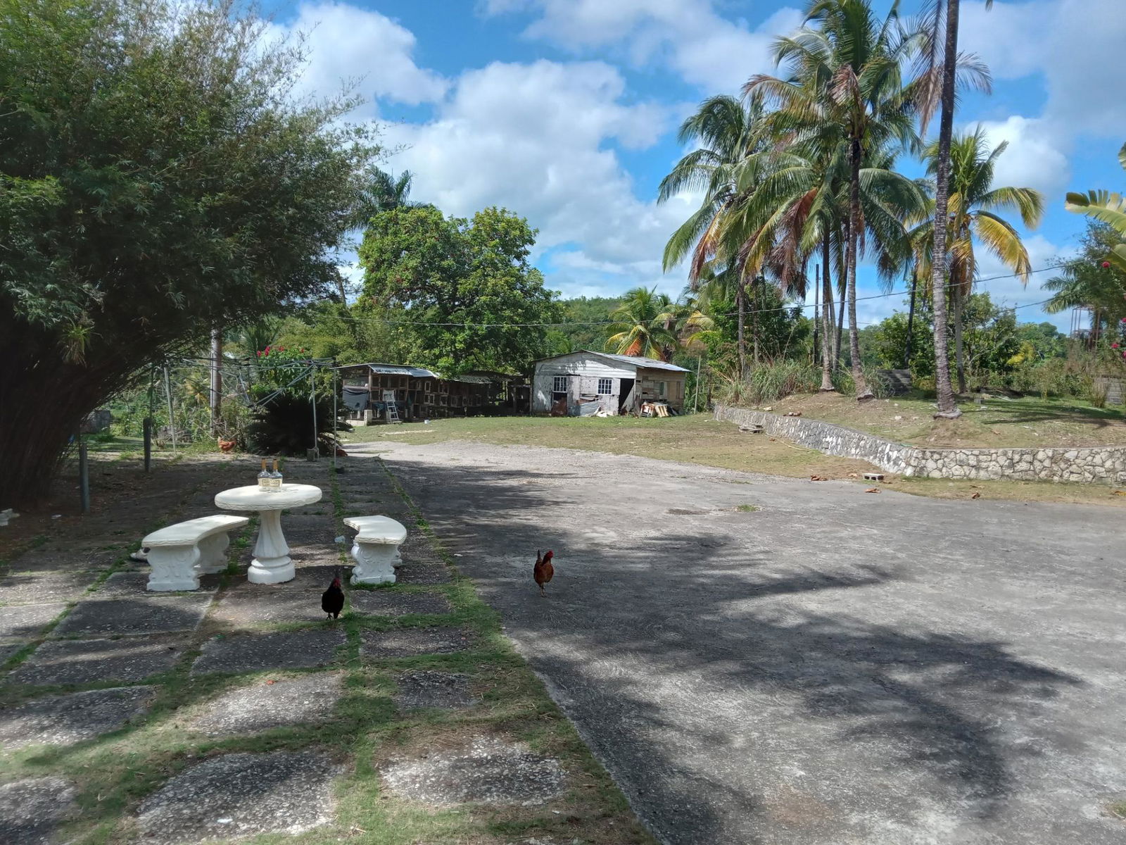 Prime-Cattle-Farm-for-Sale-in-St.-James-Jamaica-Investment-Opportunity Second image of Ducketts Road in Cambridge, St. James, Jamaica - property is For Sale