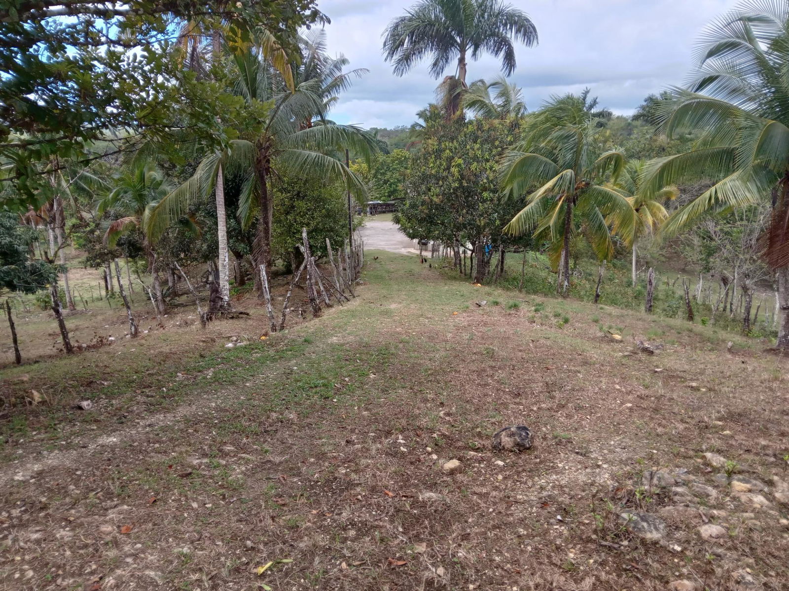 Prime-Cattle-Farm-for-Sale-in-St.-James-Jamaica-Investment-Opportunity Third image of Ducketts Road in Cambridge, St. James, Jamaica - property is For Sale