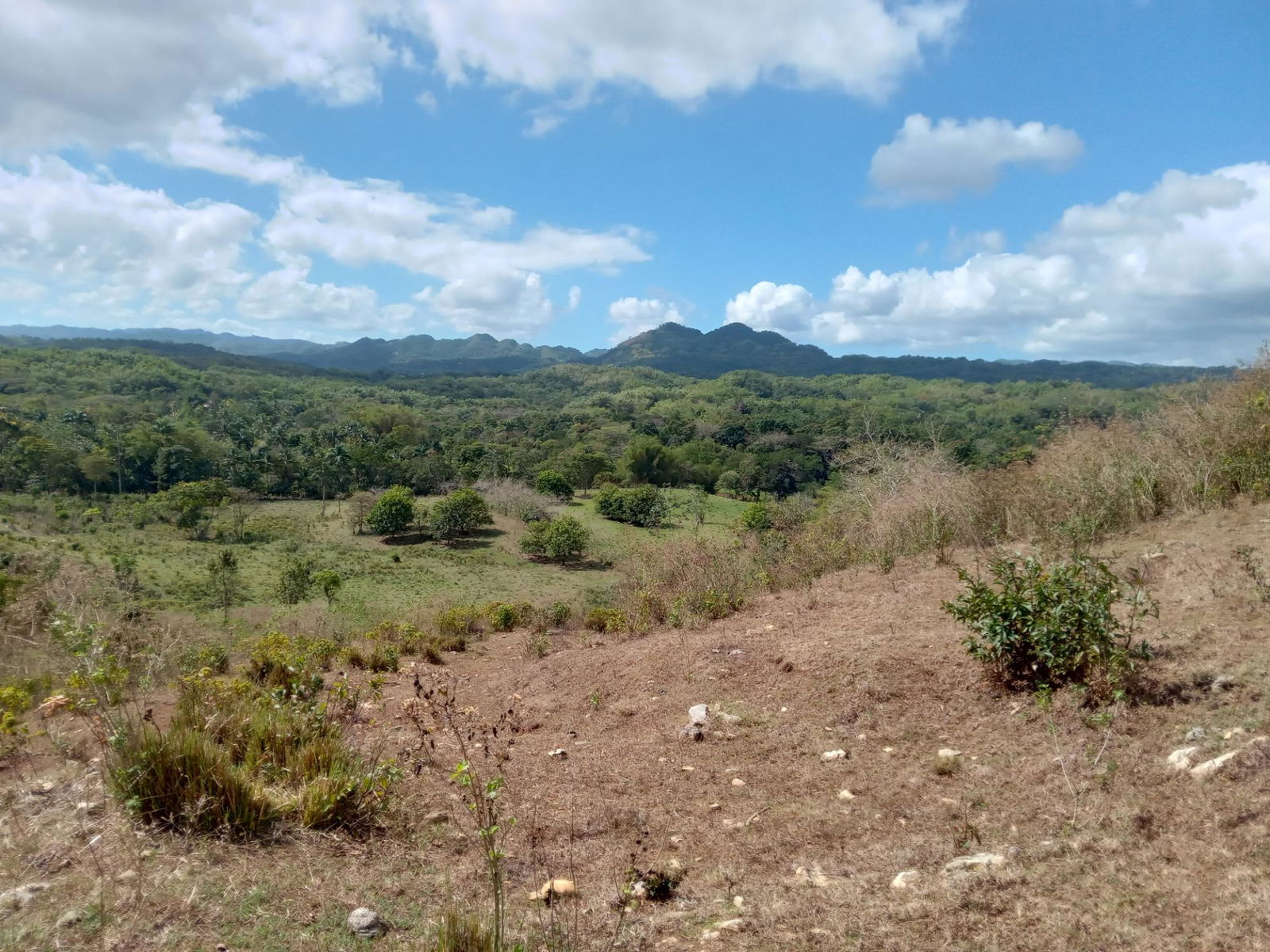 Prime-Cattle-Farm-for-Sale-in-St.-James-Jamaica-Investment-Opportunity Fourth image of Ducketts Road in Cambridge, St. James, Jamaica - property is For Sale