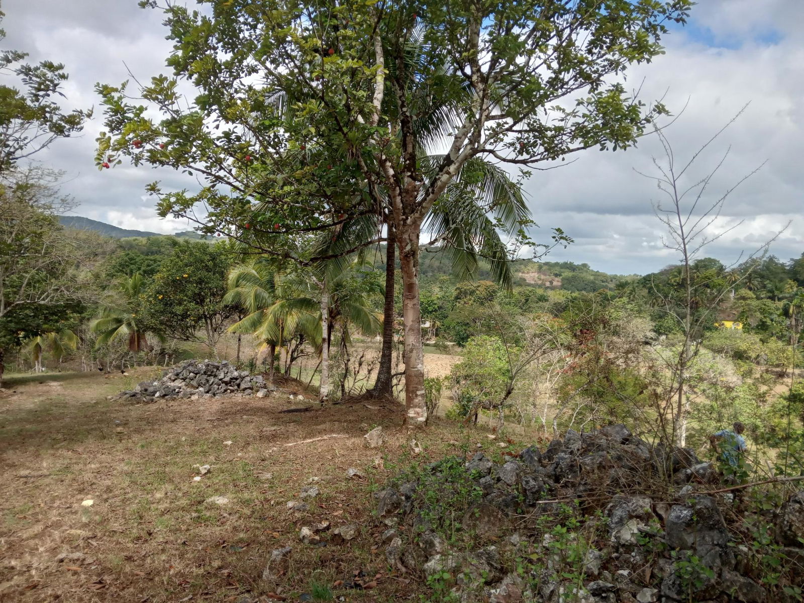 Prime-Cattle-Farm-for-Sale-in-St.-James-Jamaica-Investment-Opportunity Sixth image of Ducketts Road in Cambridge, St. James, Jamaica - property is For Sale
