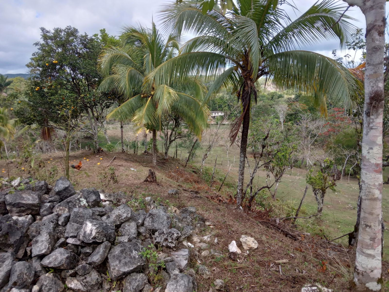 Prime-Cattle-Farm-for-Sale-in-St.-James-Jamaica-Investment-Opportunity Ninth image of Ducketts Road in Cambridge, St. James, Jamaica - property is For Sale