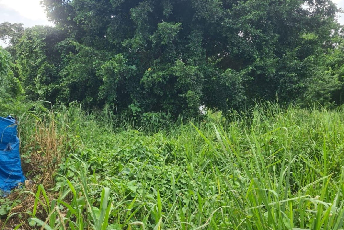 Third image of Reading Pen, St. James in Reading, St. James, Jamaica - property is For Rent