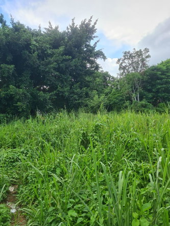 Fourth image of Reading Pen, St. James in Reading, St. James, Jamaica - property is For Rent