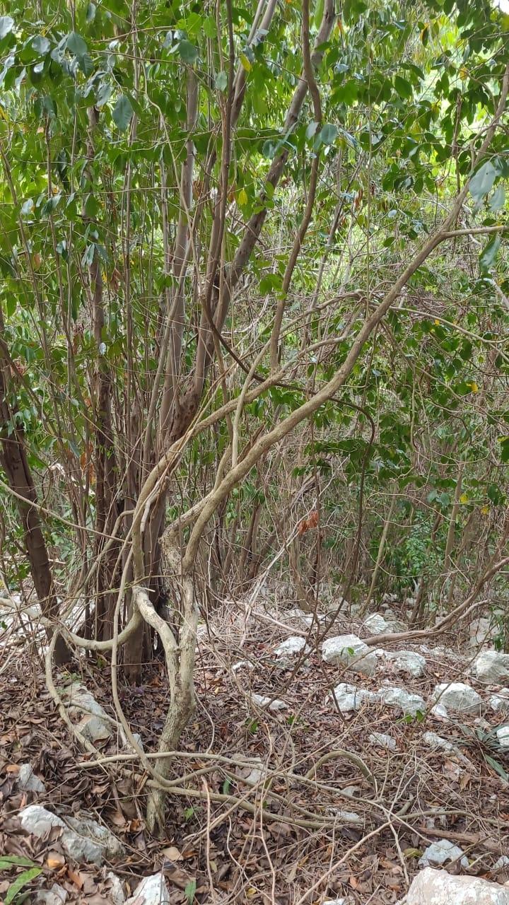 Fifth image of 390-0 Elesmere Drive in Kingston 19, St. Andrew, Jamaica - property is For Sale