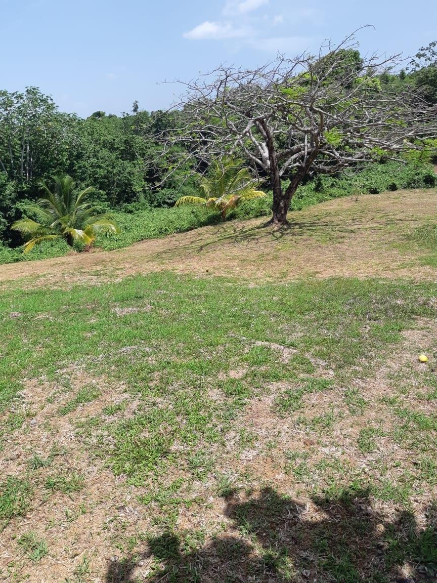 Twelfth image of Lot 7 Retreat in Black Hill, Portland, Jamaica - property is For Sale