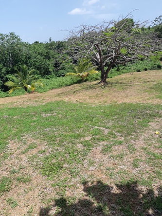 Twelfth image of Lot 7 Retreat in Black Hill, Portland, Jamaica - property is For Sale