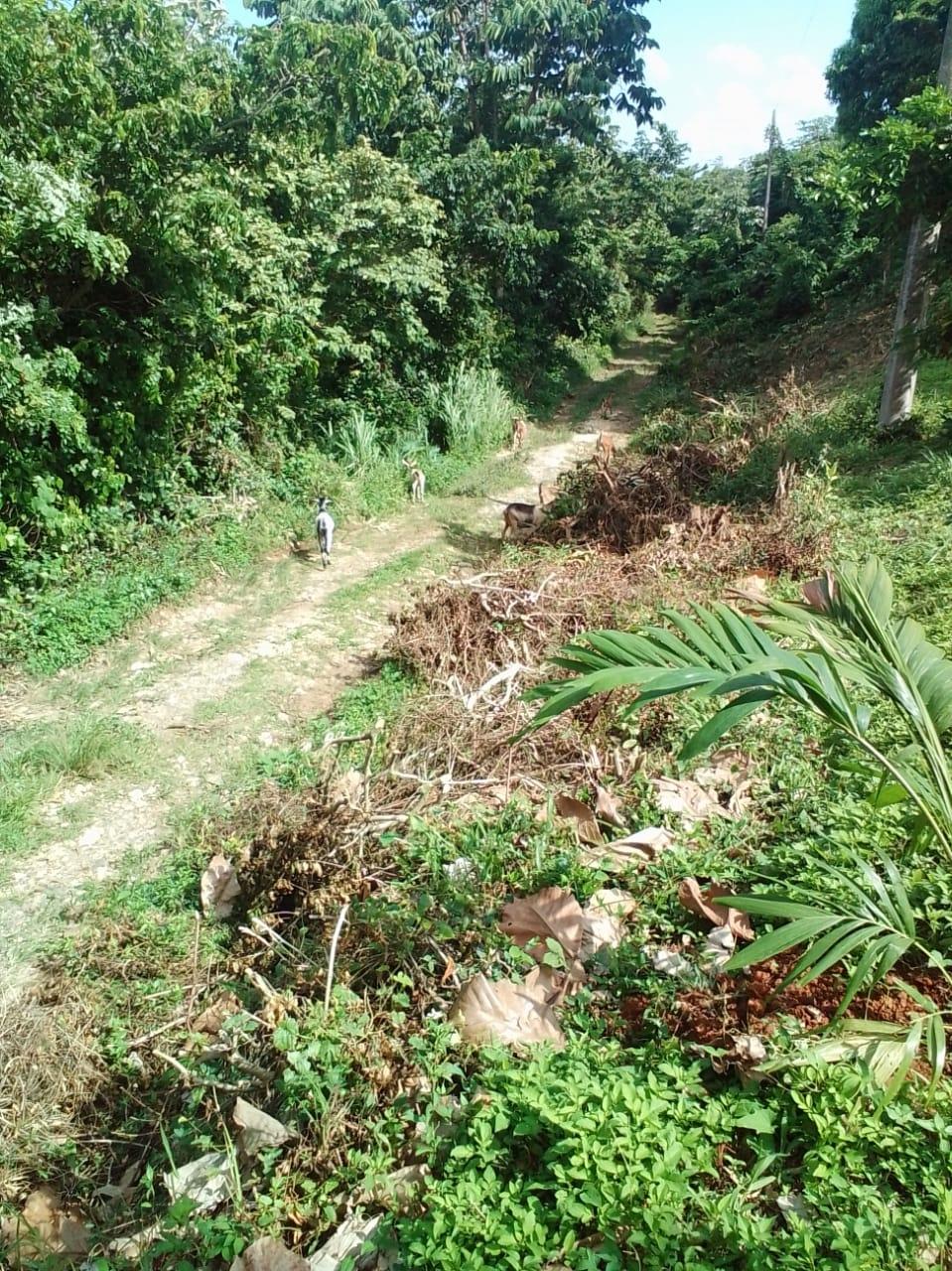 Fourteenth image of Lot 7 Retreat in Black Hill, Portland, Jamaica - property is For Sale