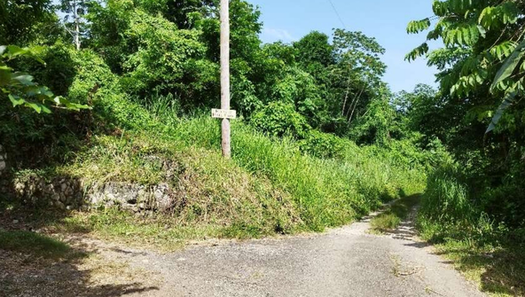 Twenty-Third image of Lot 7 Retreat in Black Hill, Portland, Jamaica - property is For Sale