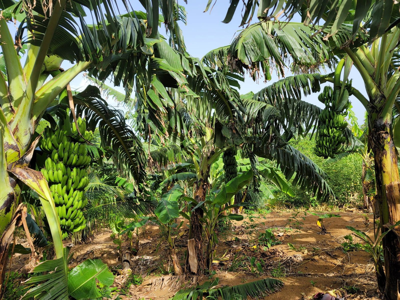Twenty-Sixth image of Lot 7 Retreat in Black Hill, Portland, Jamaica - property is For Sale
