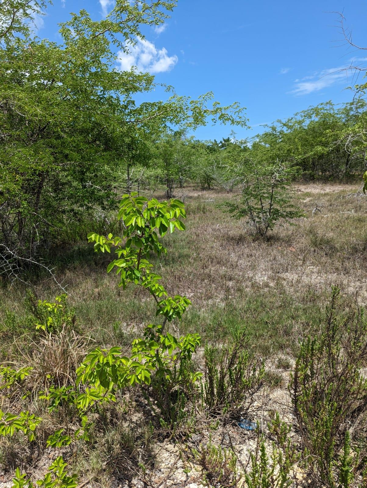 Third image of 265 Fullerswood, Black River in Black River, St. Elizabeth, Jamaica - property is For Sale