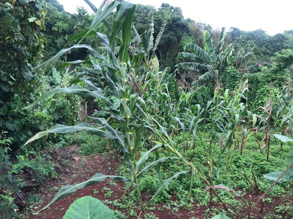 Third image of 39 Cedar Gardens in Cedar Grove, Manchester, Jamaica - property is For Sale