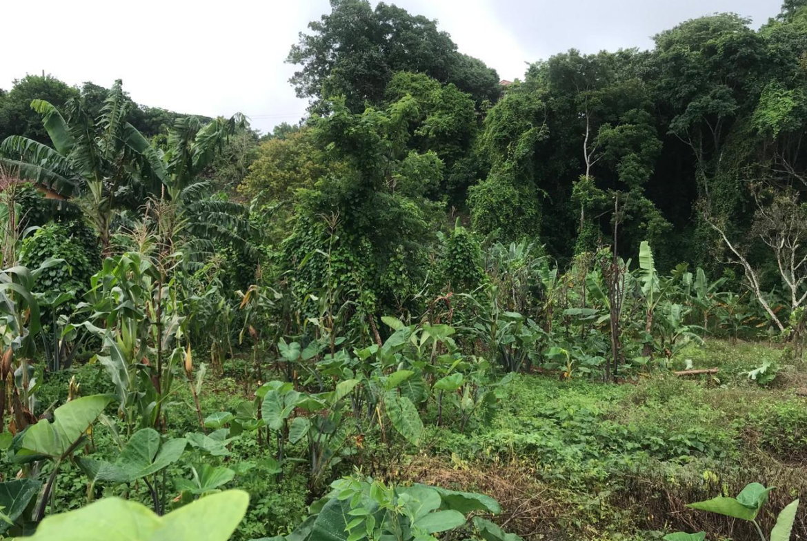 Seventh image of 39 Cedar Gardens in Cedar Grove, Manchester, Jamaica - property is For Sale