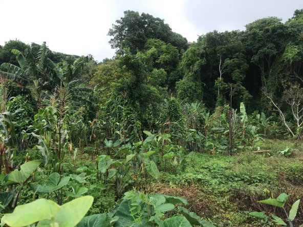 Seventh image of 39 Cedar Gardens in Cedar Grove, Manchester, Jamaica - property is For Sale