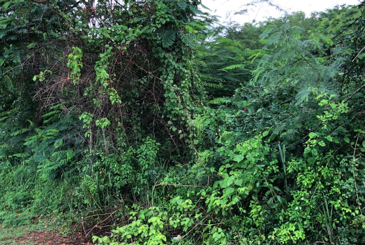 Second image of Lot 50 Golden View in KITSON TOWN, St. Catherine, Jamaica - property is For Sale