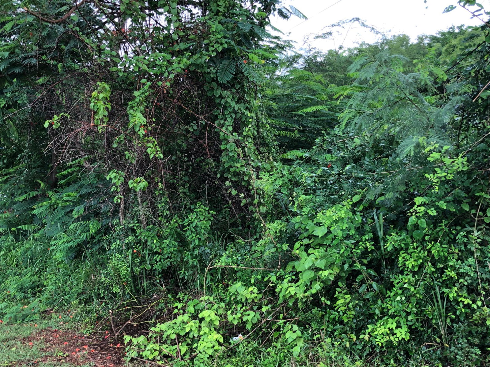 Second image of Lot 50 Golden View in KITSON TOWN, St. Catherine, Jamaica - property is For Sale
