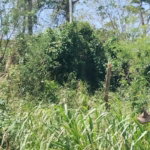 First image of 100 Moorelands Estate in Mandeville, Manchester, Jamaica - property is For Sale