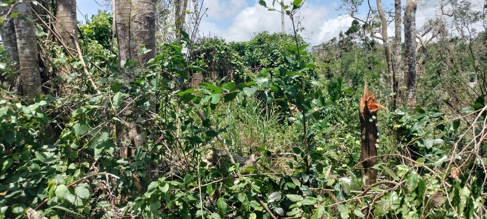 Eighth image of 100 Moorelands Estate in Mandeville, Manchester, Jamaica - property is For Sale