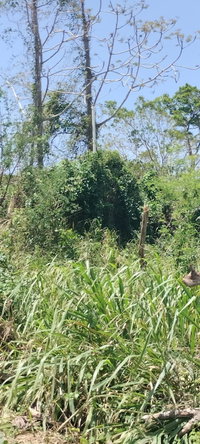 First image of 100 Moorelands Estate in Mandeville, Manchester, Jamaica - property is For Sale