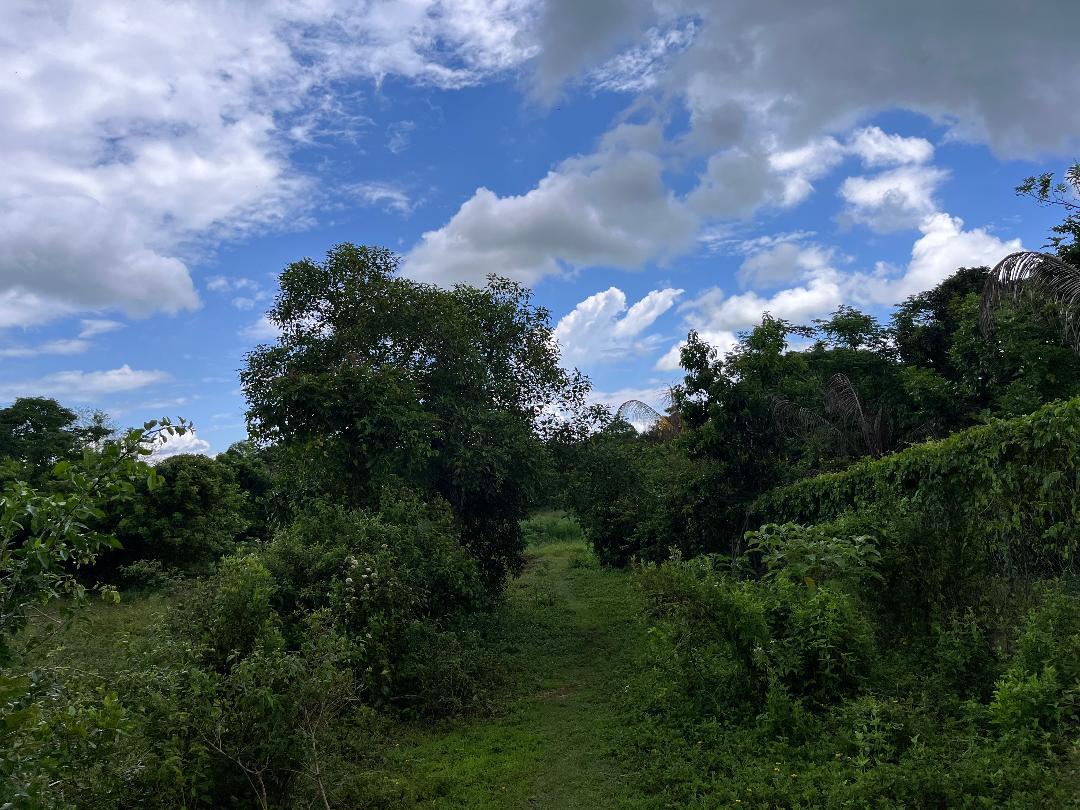 Fourth image of Lovely Point Road in Santa Cruz, St. Elizabeth, Jamaica - property is For Sale