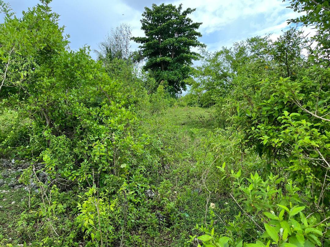 Fifth image of Lovely Point Road in Santa Cruz, St. Elizabeth, Jamaica - property is For Sale