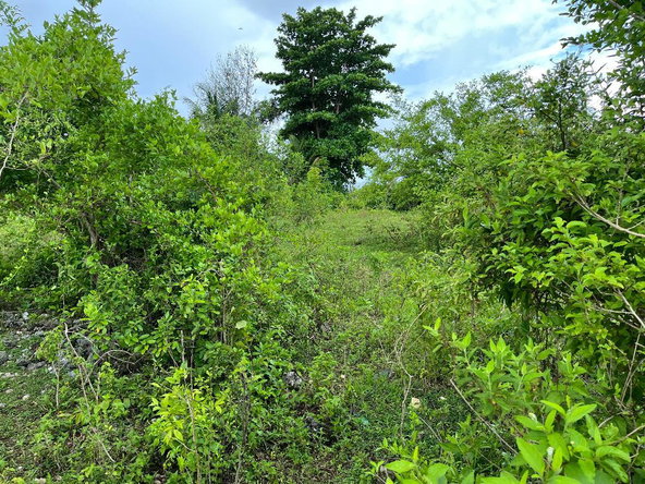 Fifth image of Lovely Point Road in Santa Cruz, St. Elizabeth, Jamaica - property is For Sale