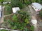 First image of Jarrett Avenue in Linstead, St. Catherine, Jamaica - property is For Sale