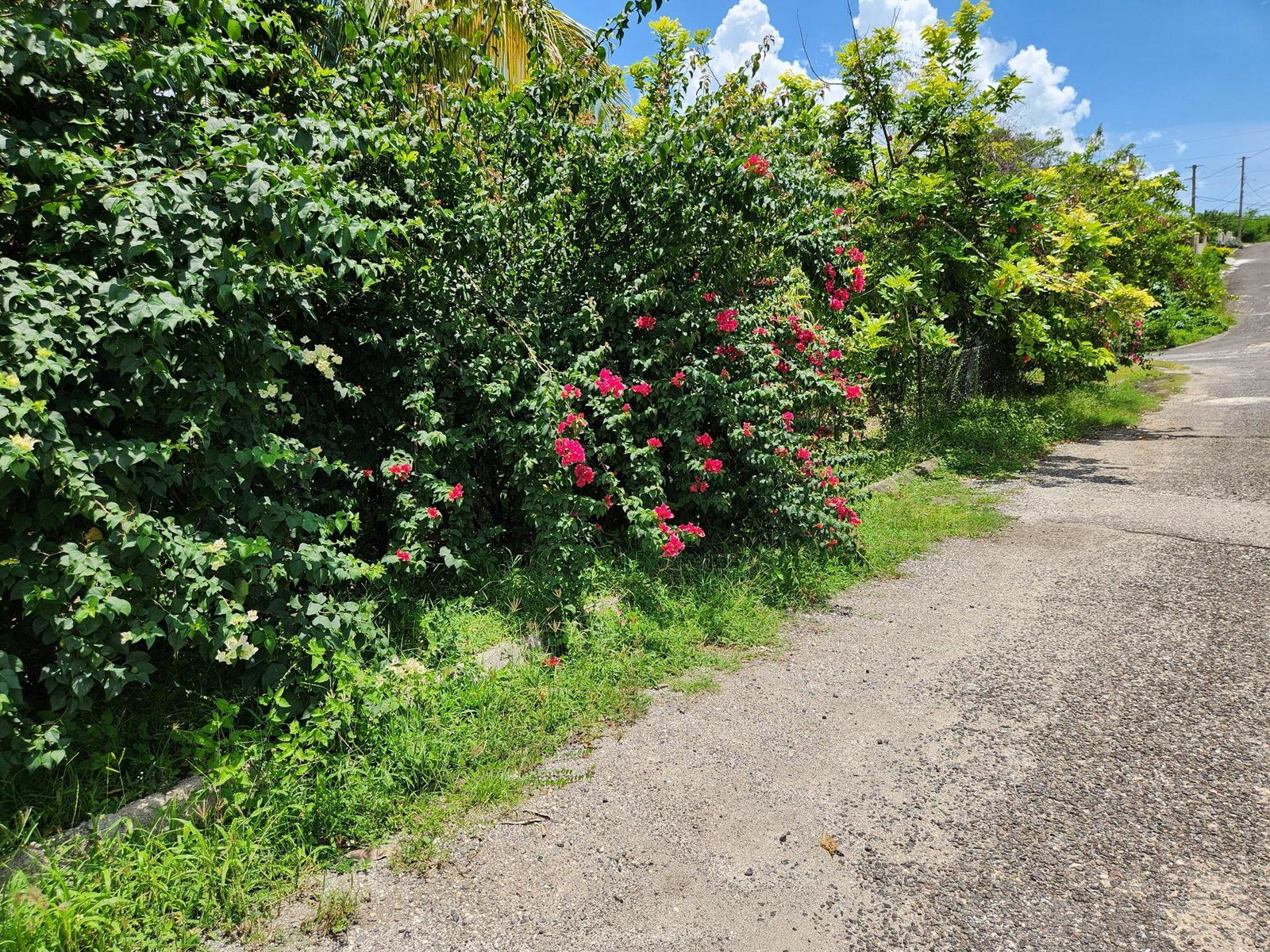 Eighth image of 562 Reynolds Road, Luana Pen in Black River, St. Elizabeth, Jamaica - property is For Sale