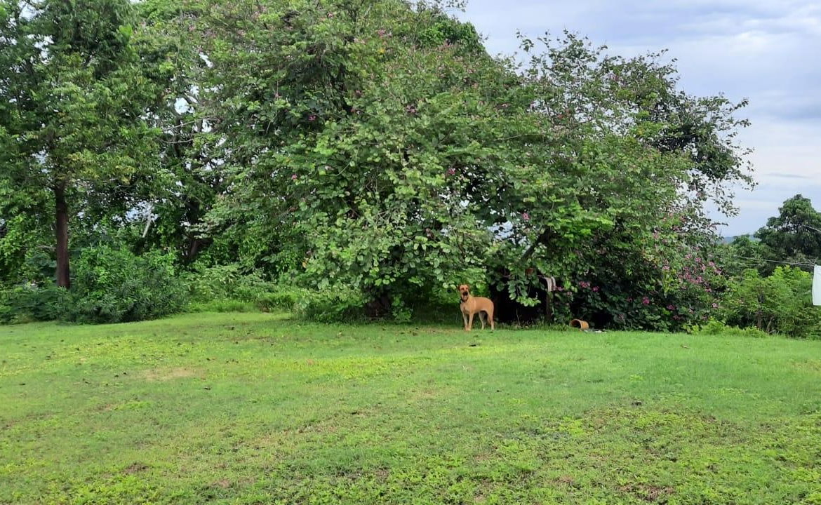 Second image of Adam's Farm,part of Ridge in Discovery Bay, St. Ann, Jamaica - property is For Sale