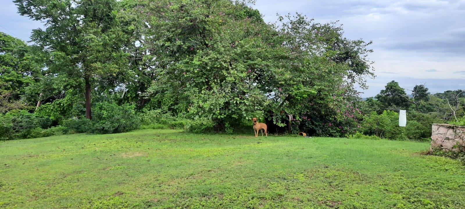 St.-Ann-5-Acre-Residential-Property-for-Sale-Ocean-Mountain-Views Second image of Adam's Farm,part of Ridge in Discovery Bay, St. Ann, Jamaica - property is For Sale
