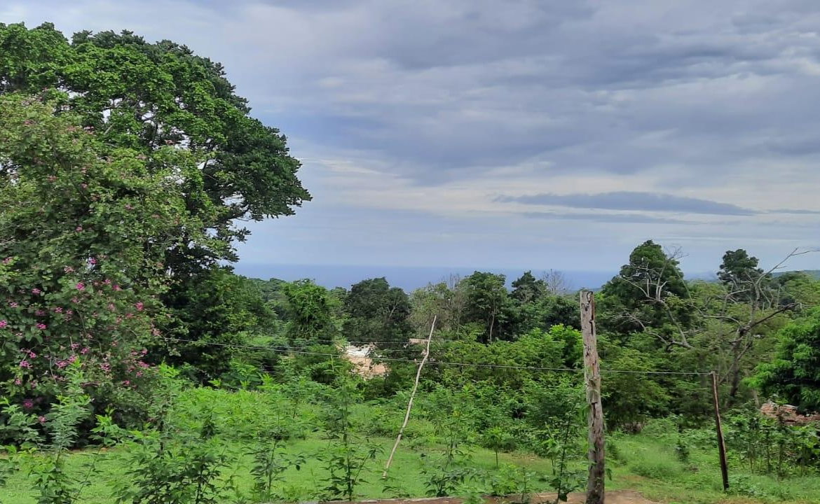 Fourth image of Adam's Farm,part of Ridge in Discovery Bay, St. Ann, Jamaica - property is For Sale