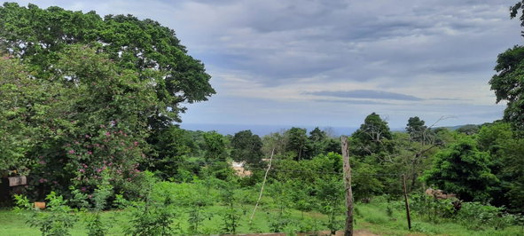 Fourth image of Adam's Farm,part of Ridge in Discovery Bay, St. Ann, Jamaica - property is For Sale