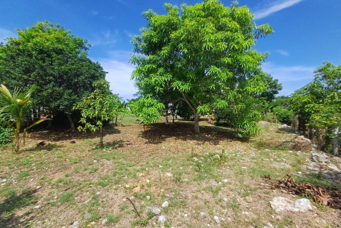 Twenty-Fourth image of Comfort Hall, Salt Marsh in Falmouth, Trelawny, Jamaica - property is For Sale