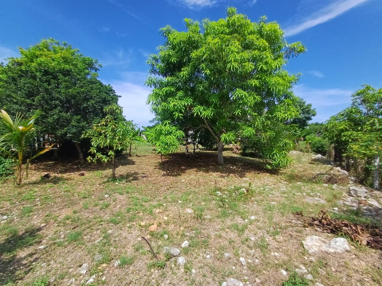 Twenty-Fourth image of Comfort Hall, Salt Marsh in Falmouth, Trelawny, Jamaica - property is For Sale