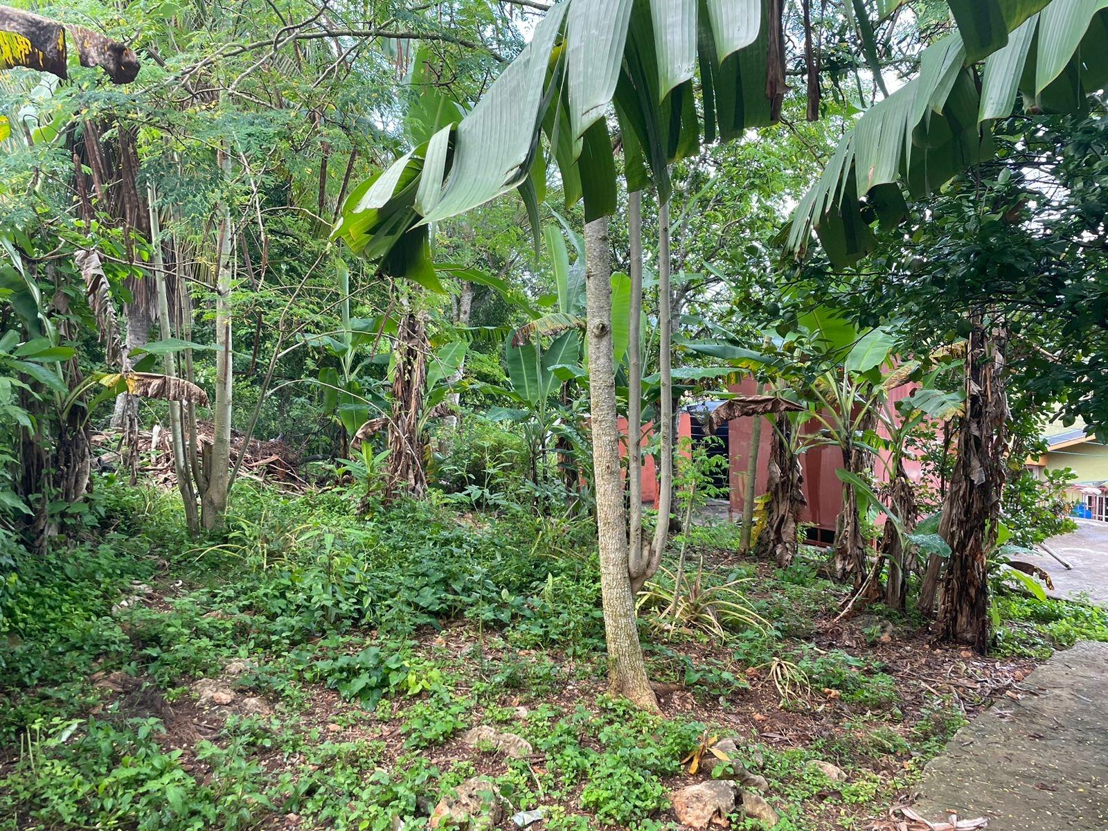 Twelfth image of 70 Part of Suttons Estate in Chapleton, Clarendon, Jamaica - property is For Sale