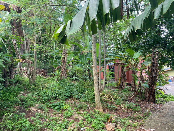 Twelfth image of 70 Part of Suttons Estate in Chapleton, Clarendon, Jamaica - property is For Sale