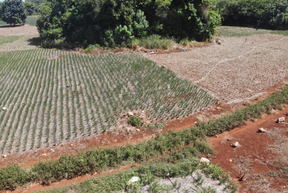 Sixth image of Rowes Corner , Manchester in Rowes Corner, Manchester, Jamaica - property is For Sale