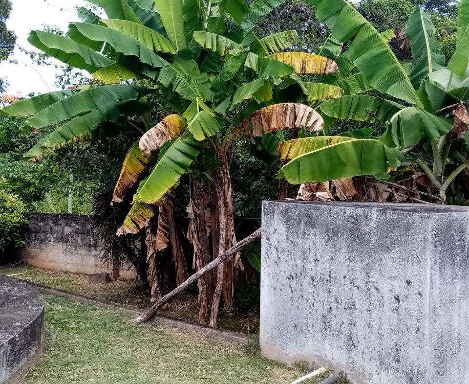 Fourteenth image of 4 Bridgewater, Discovery in Discovery Bay, St. Ann, Jamaica - property is For Sale