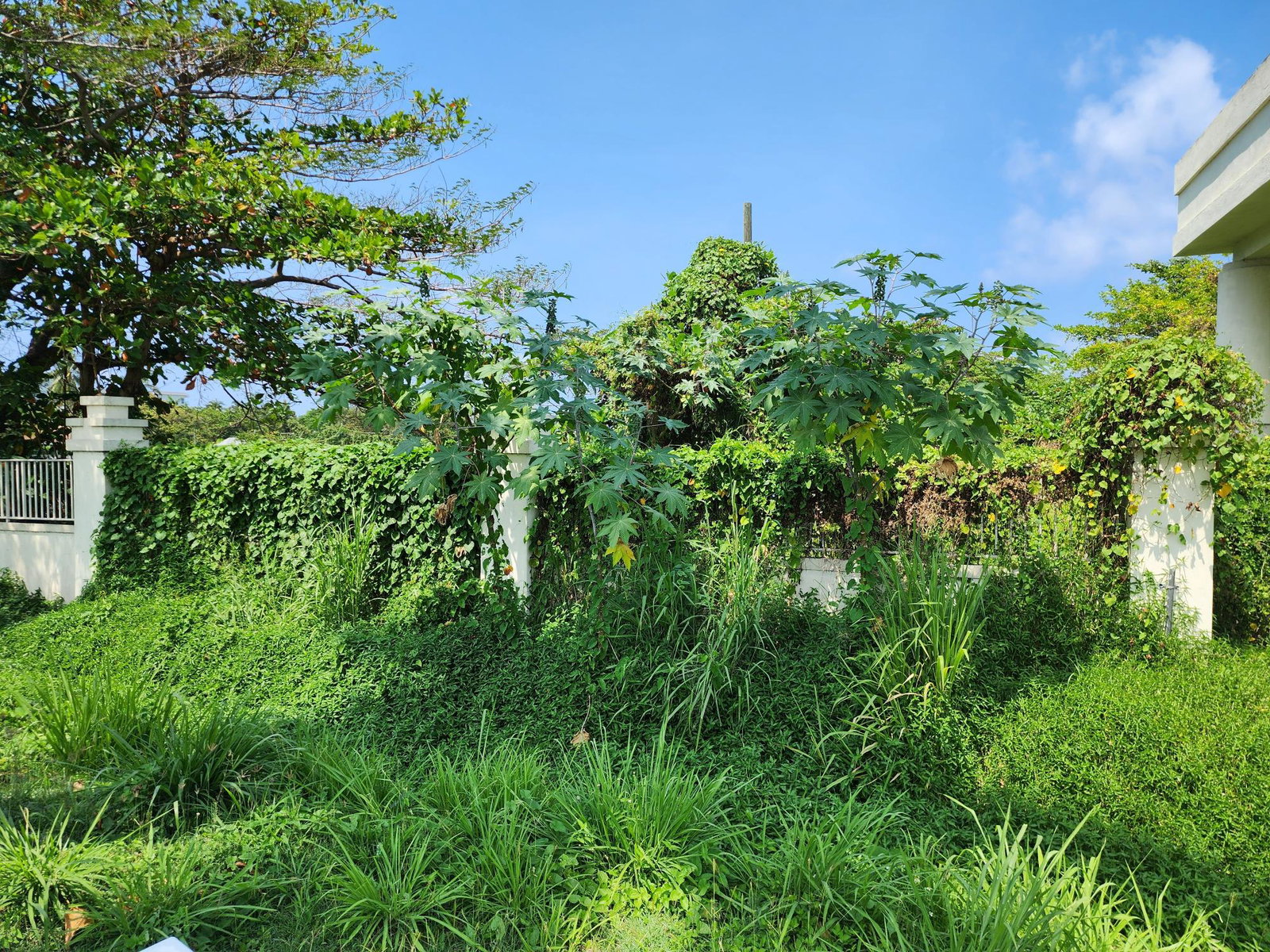 Stunning-Beachfront-Property-for-Sale-in-Montego-Bay-Jamaica Second image of Rose Hall, Cinnamon Hill, in Montego Bay, St. James, Jamaica - property is For Sale