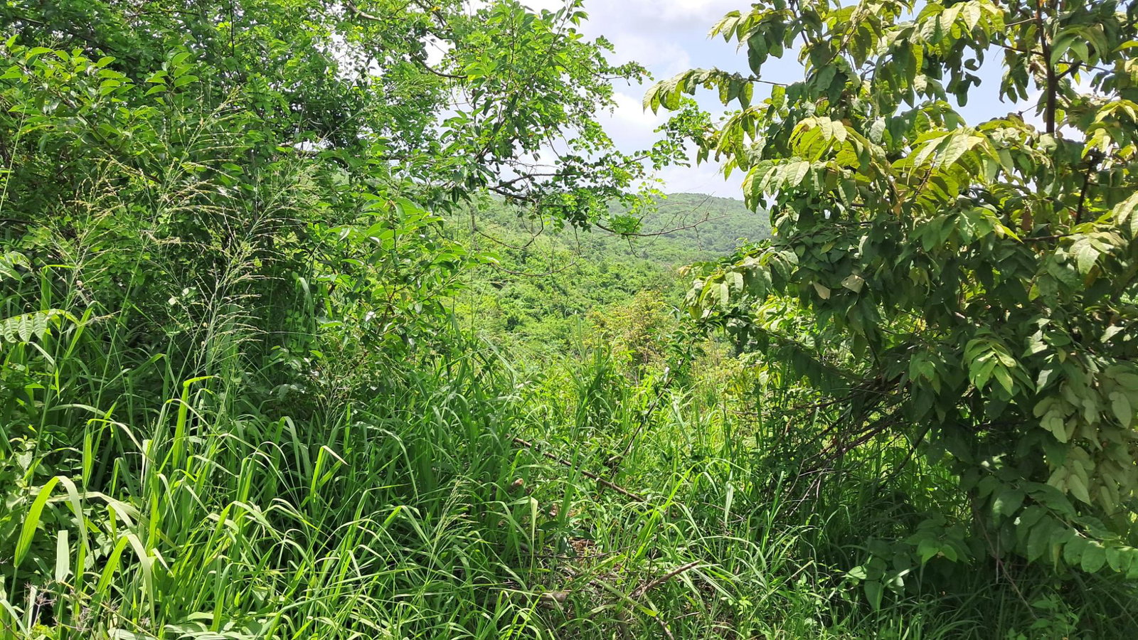 Second image of 83 Rozelle in WHITE HORSES, St. Thomas, Jamaica - property is For Sale