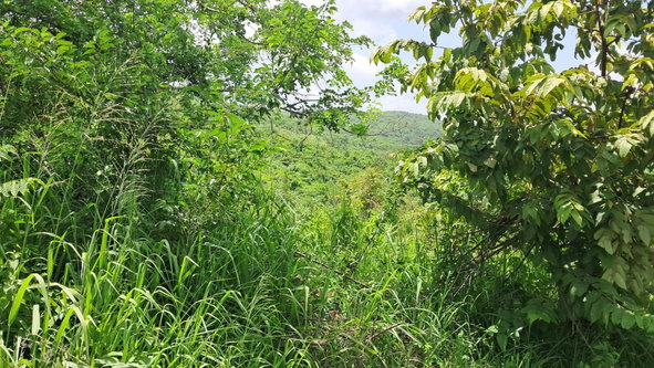 Second image of 83 Rozelle in WHITE HORSES, St. Thomas, Jamaica - property is For Sale