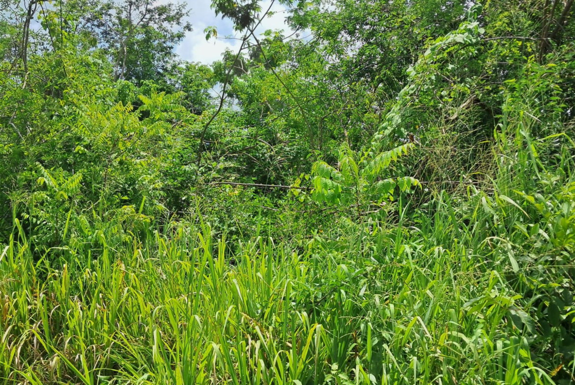 First image of 83 Rozelle in WHITE HORSES, St. Thomas, Jamaica - property is For Sale