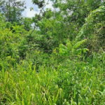 First image of 83 Rozelle in WHITE HORSES, St. Thomas, Jamaica - property is For Sale