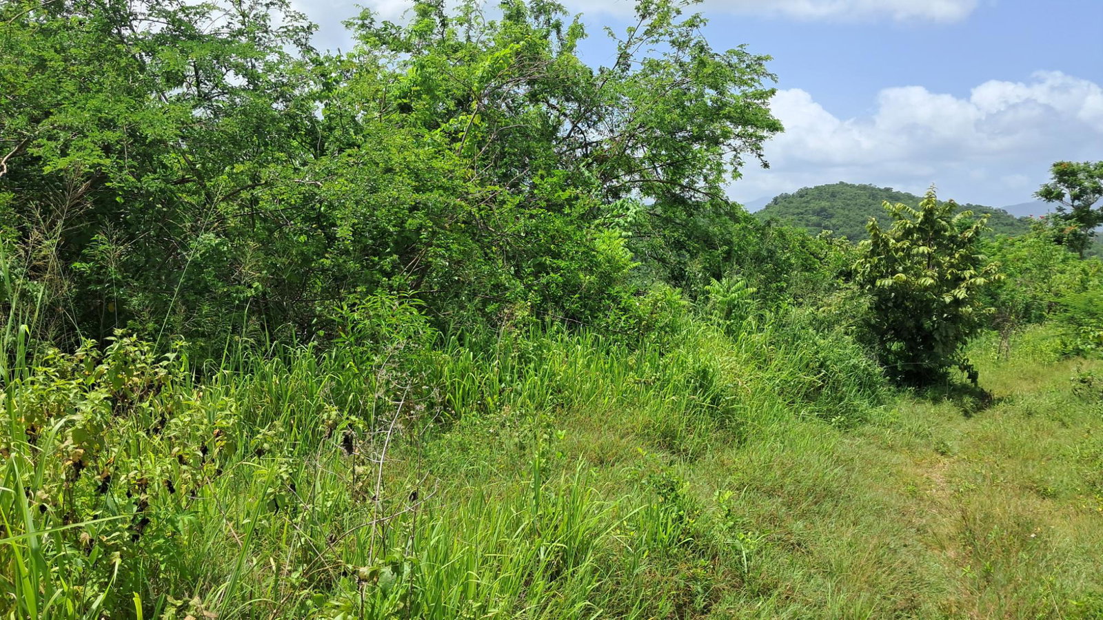 Third image of 83 Rozelle in WHITE HORSES, St. Thomas, Jamaica - property is For Sale