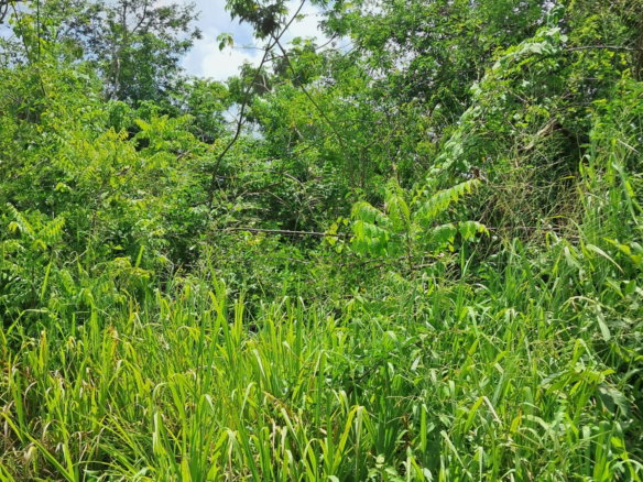 First image of 83 Rozelle in WHITE HORSES, St. Thomas, Jamaica - property is For Sale