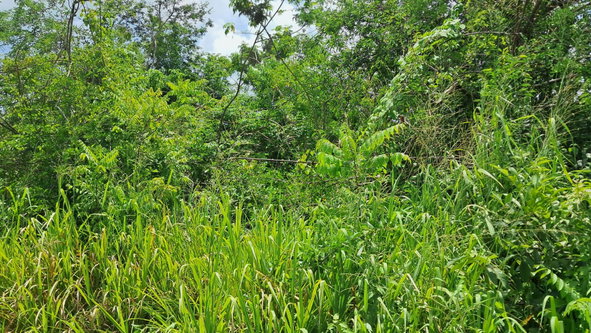 First image of 83 Rozelle in WHITE HORSES, St. Thomas, Jamaica - property is For Sale