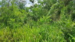 First image of 83 Rozelle in WHITE HORSES, St. Thomas, Jamaica - property is For Sale