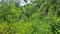 First image of 83 Rozelle in WHITE HORSES, St. Thomas, Jamaica - property is For Sale